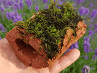 Small breeding cave (Brown) - closed end