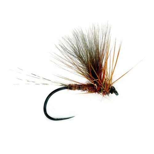 March Brown CDC