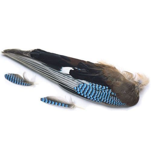Veniard Blue Jay Whole Wings