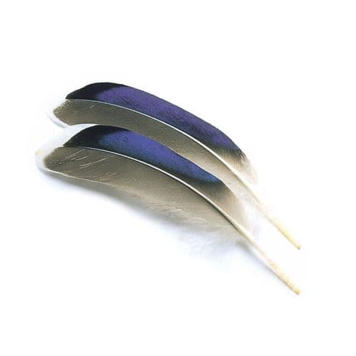 Veniard Mallard Duck Wing Quills Blue White Tips