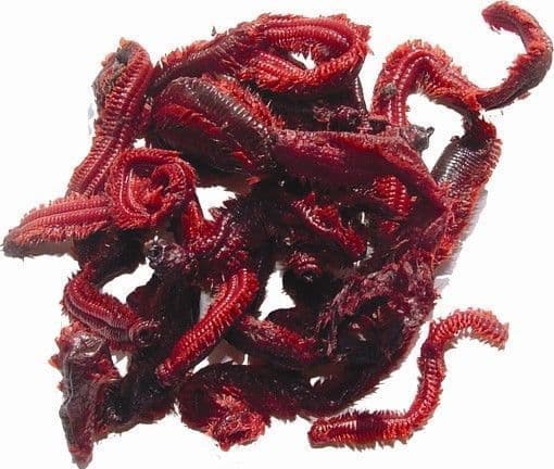 PRESERVED BAIT RAGWORM BOAT BEACH ROD RIGS LURES HOOK JIG PIRK BASS SEA ...