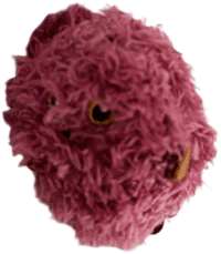 Living on the Veg,  Hadley Red Potato (series 2)