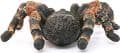 Schleich Wild Life Tarantula