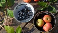 Petromax Black Enamel Camping Bowls - Pack of 2