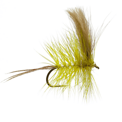 Corrib Mayfly