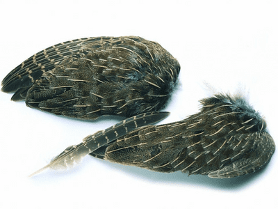 English Partridge Wings