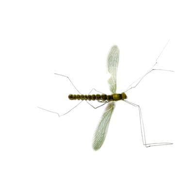 Real Mayfly