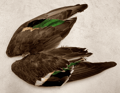 Teal Duck Wings