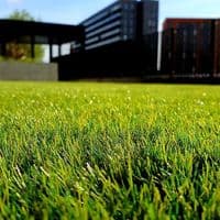Grass Gains One-Shot Wonder Fertiliser