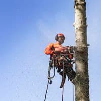 Husqvarna 550 XPG II Petrol Chainsaw 15