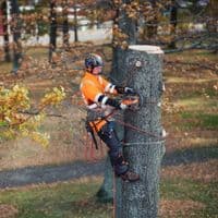 Husqvarna 550i XPG Cordless 15