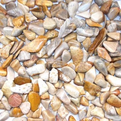 Agatized Coral Tumble Stone