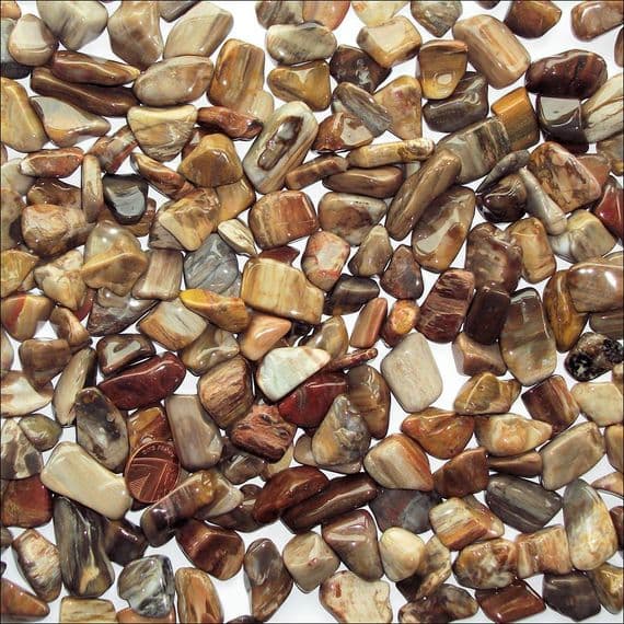 Petrified Wood Tumbled Stone