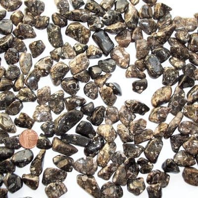 Turitella Agate Fossil Tumblestone