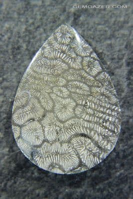 Agatized fossil Coral cabochon, Indonesia. 37.69 carats.