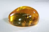 Amber cabochon with Acacia Flower inclusion, Dominican Republic. 18.68 carats / 3.78 grams.