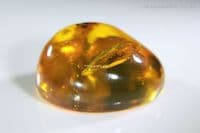 Amber cabochon with Acacia Flower inclusion, Dominican Republic. 18.68 carats / 3.78 grams.