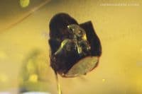 Amber cabochon with Acacia Flower inclusion, Dominican Republic. 18.68 carats / 3.78 grams.