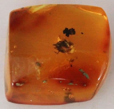 Amber cabochon with Beetle inclusion, Dominican Rep.  14.78 carats.