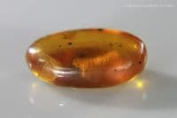 Amber cabochon with Centipede insect inclusion, Myanmar. 2.50 carats / 0.50 grams.