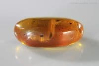 Amber cabochon with Centipede insect inclusion, Myanmar. 2.50 carats / 0.50 grams.