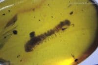 Amber cabochon with Centipede insect inclusion, Myanmar. 2.50 carats / 0.50 grams.