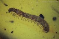 Amber cabochon with Centipede insect inclusion, Myanmar. 2.50 carats / 0.50 grams.