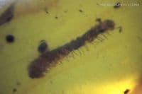 Amber cabochon with Centipede insect inclusion, Myanmar. 2.50 carats / 0.50 grams.