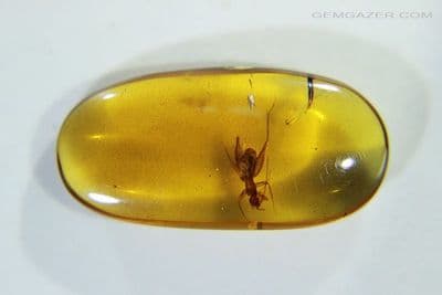 Amber cabochon with Cricket insect inclusion, Myanmar. 7.59 carats.
