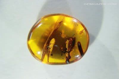Amber cabochon with Dance Fly & insect Exuvia, Dominican Republic. 8.04 carats / 1.60 grams.