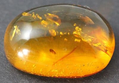 Amber cabochon with Enicocephalid inclusion, Dominican Rep.   29.07 carats.