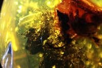 Amber cabochon with Flower inclusions, Dominican Rep.  6.29 carats.
