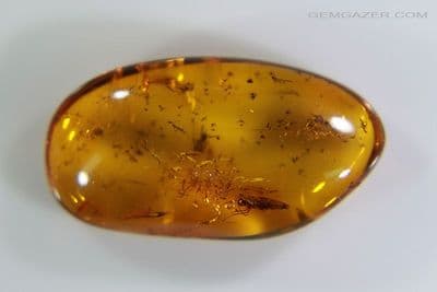 Amber cabochon with Gnat & unusual botanicals, Baltic region. 2.09 carats / 0.418 grams.