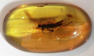 Amber cabochon with insect inclusions, Chiapas, Mexico.   16.47 carats.