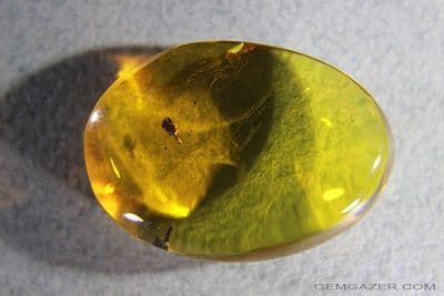 Amber cabochon with Legume flower inclusion, Dominican Republic.  24.65 carats.