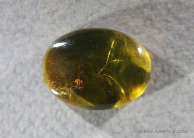 Amber cabochon with Legume flower inclusion, Dominican Republic.  5.14 carats.
