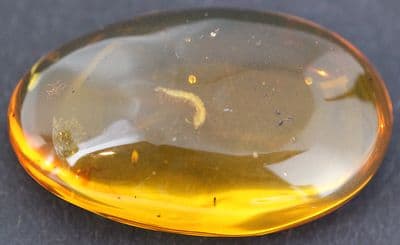 Amber cabochon with Millipede inclusion, Dominican Rep.  14.75 carats.