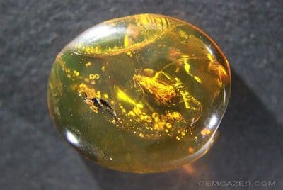 Amber cabochon with Miridae Heteropteran (Plant bug) & wasp, Dominican Republic. 10.13 carats.