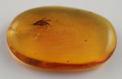 Amber cabochon with Moth inclusion, Dominican Rep.  14.93 carats.