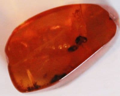 Amber cabochon with Nasute Termite inclusion, Dominican Rep.   4.85 carats.
