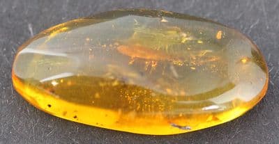 Amber cabochon with Planthopper inclusion, Dominican Rep.   2.33 carats.