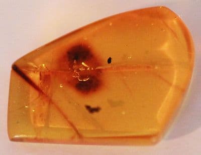 Amber cabochon with rare Pseudoscorpion inclusion, Dominican Rep.  1.60 carats.