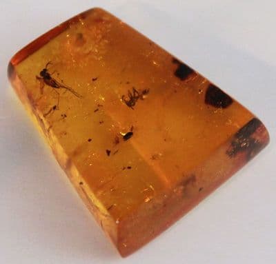 Amber cabochon with square-headed Zacryptocerus Ant inclusion, Dominican Republic. 10.89cts.