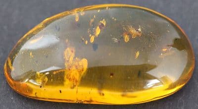 Amber cabochon with Velvet Mite inclusion, Dominican Rep.   10.25cts.
