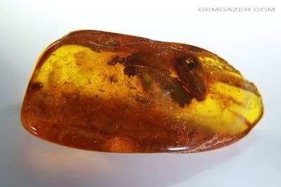 Amber specimen with 3 insects, plants etc. Baltic region, 22.68 carats / 4.53 grams.
