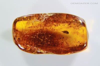 Amber specimen with Millipede inclusion, Baltic region. 4.28 carats / 0.85 grams.