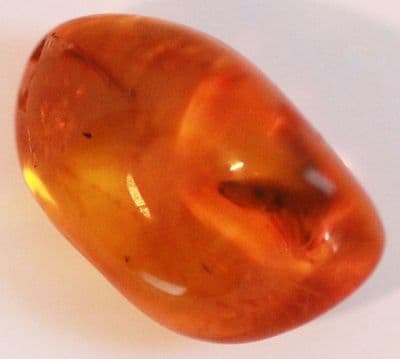 Baltic Amber cabochon with Cockroach inclusion.   2.99 carats.
