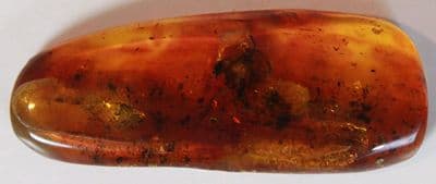 Baltic Amber cabochon with Ensign Evaniid Wasp inclusion.   12.37 carats.