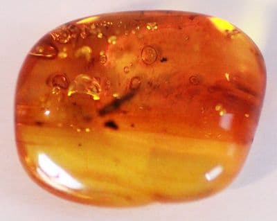 Baltic Amber cabochon with rare Thrip Inclusion.    2.27 carats.