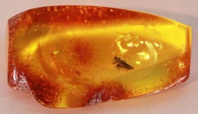 Baltic Amber specimen with Cicada Nymph inclusion.  22.78 carats.